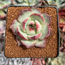 Echeveria 'Casio' Lightly Variegated 2" Succulent Plant