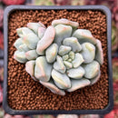 Echeveria 'Cream Puff' 2" Succulent Plant
