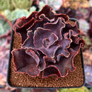 Echeveria 'Osmanthus' 3" Succulent Plant