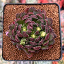 Echeveria 'Scorpio' 2" Succulent Plant