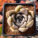 Echeveria 'Jinjuhee' 2" Powdery Succulent Plant