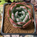 Echeveria 'Starmark' 2" Succulent Plant