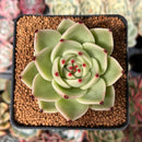 Echeveria Agavoides 'Blue Dragon' 2"-3" Succulent Plant