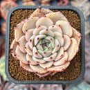 Echeveria 'Blackball' 2" Succulent Plant