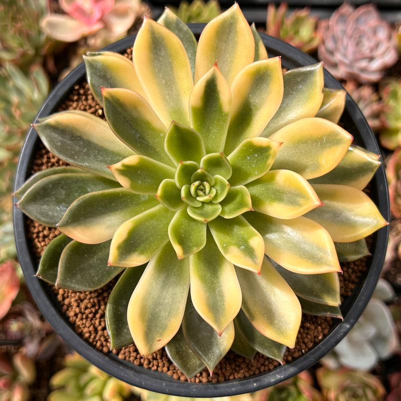 Echeveria Agavoides 'Ramses' Variegated 4