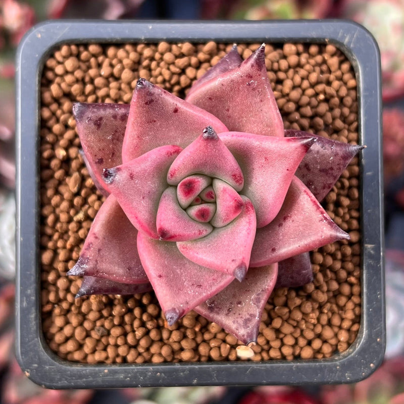 Echeveria Agavoides 'Soul Shooting' 1" (Seed Grown) Succulent Plant