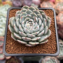 Echeveria 'Whicol' 2" Air Magic Hybrid Succulent Plant