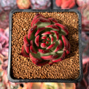 Echeveria Agavoides sp. 2" Succulent Plant