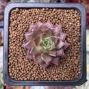 Echeveria 'Shakira' 1/2" Small New Hybrid Succulent Plant