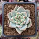 Echeveria 'Shakino' 1"-2" Seed-grown Succulent Plant