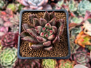 Echeveria Agavoides 'Psyche' 2" Succulent Plant