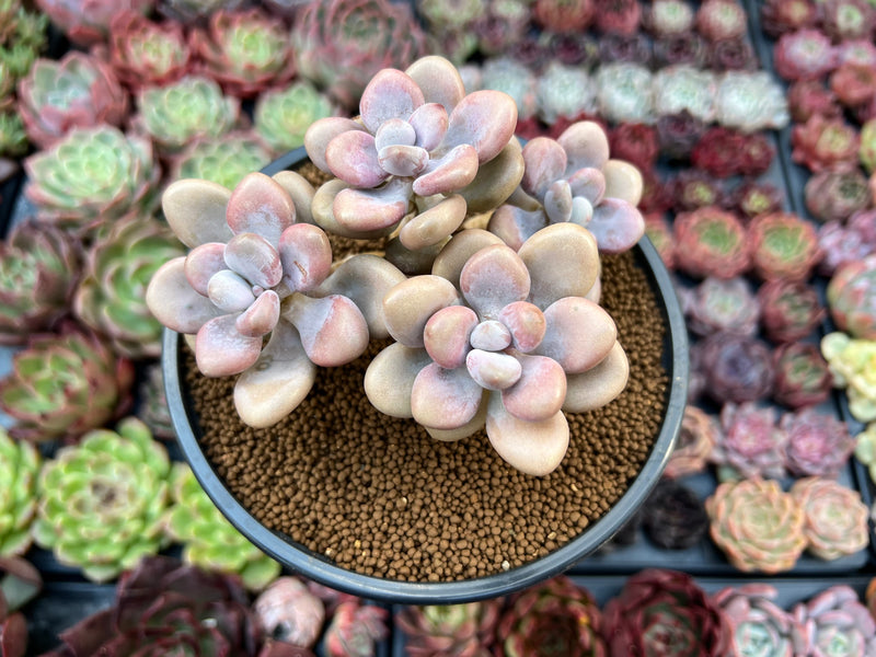 graptopetalum amethystinum succulent Graptopetalum 'Amethystinum’ 3” Cluster Succulent Plant
