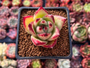 Echeveria Agavoides 'Maria' 2" Succulent Plant