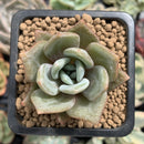 Echeveria 'German Champaign' 1" Succulent Plant
