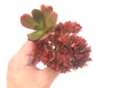 Echeveria sp. Crested 5" Rare Succulent Plant