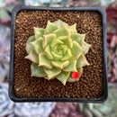Echeveria 'Tesla' 1" Succulent Plant