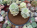 Echeveria 'Tinkerbell' Variegated 4" Cluster Succulent Plant
