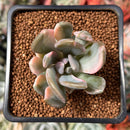 Pachyveria 'Pachyphytoides' Variegated 1"-2" Succulent Plant