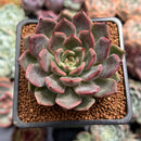 Echeveria 'Beauty Lily' 2" Air Magic Hybrid Succulent Plant
