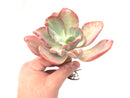Echeveria 'Beserk' Variegated  5"+ Succulent Plant