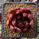 Echeveria Agavoides 'Helia' 1"-2" Succulent Plant