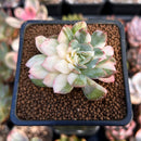 Echeveria 'Bradburiana' Variegated 2" Succulent Plant