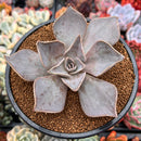 Echeveria 'Rodolfi' 4" Succulent Plant
