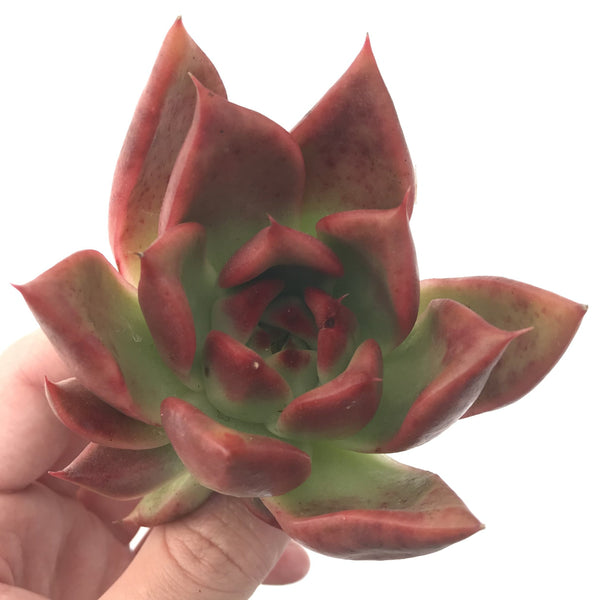 Echeveria Agavoides ‘Asada' 3" Succulent Plant
