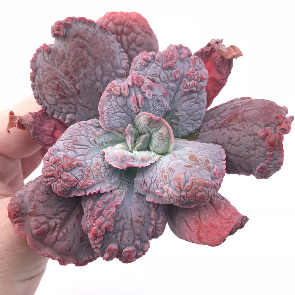 Echeveria Linguas 4” Rare Succulent Plant