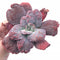 Echeveria Linguas 4” Rare Succulent Plant