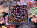 Echeveria 'Dark Chocolate' 2" New Hybrid Succulent Plant