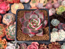 Echeveria 'Purple Shot' 2" Succulent Plant