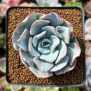Echeveria 'Strictiflora' Hybrid 2"-3" New Hybrid Powdery Succulent Plant