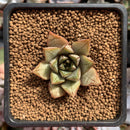 Echeveria 'Purpusorum' White Form 1" Succulent Plant