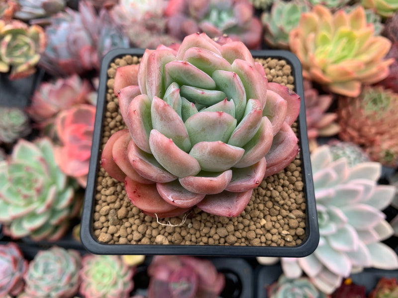 Echeveria 'Japanese Raspberry' 3