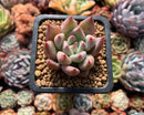 Echeveria 'Pena' 1" Succulent Plant