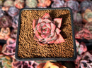 Echeveria 'Red Dragon' 1" Succulent Plant