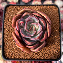 Echeveria 'Sanderia' 2"-3" Succulent Plant