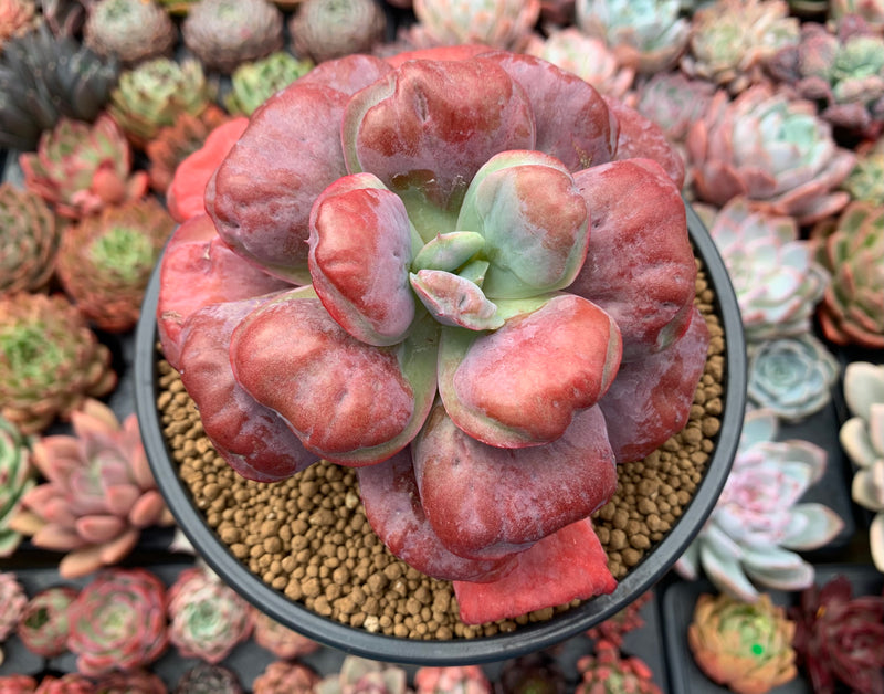 succulent hearts Echeveria 'Hearts Delight' 5" Large Succulent Plant – True Succulents Plant Co