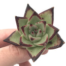 Echeveria Agavoides ‘Ebony’ 1"-2" Rare Succulent Plant
