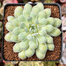 Echeveria 'Hearts Choice' 2" Succulent Plant