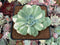 Echeveria 'Fun Queen' Variegated 3" Succulent Plant