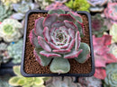 Echeveria 'Lovely' 2" Succulent Plant