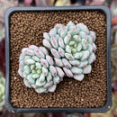 Echeveria 'Pearl Bean' 1" Cluster New Hybrid Succulent Plant