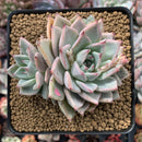 Echeveria 'Larega' 3" Succulent Plant