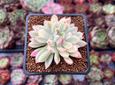 Echeveria 'Mebina' Variegated 2" Succulent Plant
