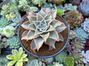 Echeveria 'Madiba' 3"-4" Succulent Plant