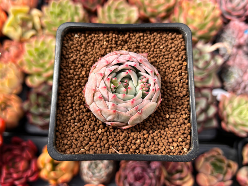 blue dolphin succulent Echeveria 'Blue Dolphin' 1"-2" Succulent Plant