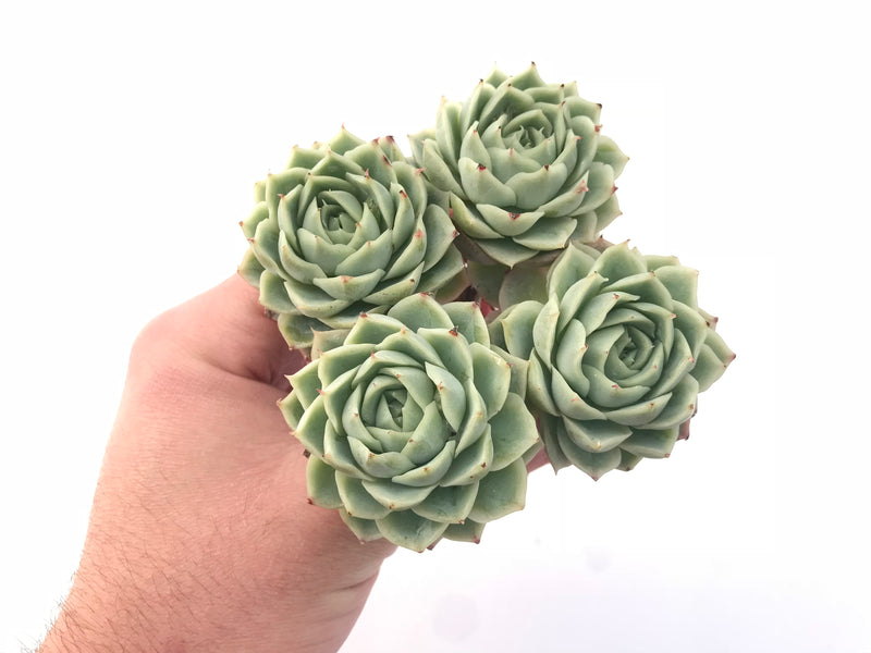 succulent cabbage plant Echeveria Jeong-Wol Cluster 5" Rare Succulent Plant – True Succulents Plant Co