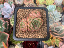 Echeveria 'Mazurka' 1" Cluster Succulent Plant